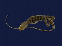 藏品(斯文豪氏攀蜥)的圖片